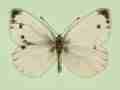 Pieris napi (gynandromorph 8) (Internet Image property of respective owner, non-commercial use only)